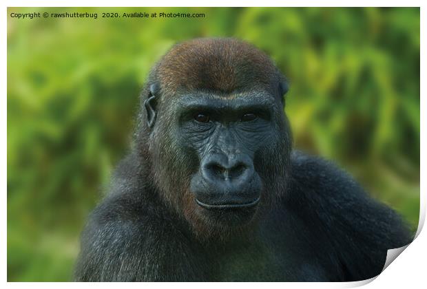 The One And Only Gorilla Lope Print by rawshutterbug 
