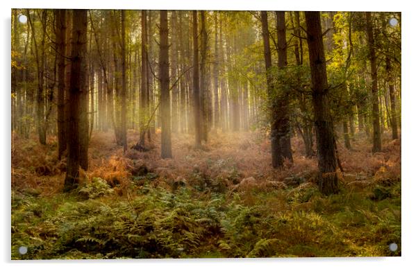 Misty Woods Acrylic by Kelly Bailey
