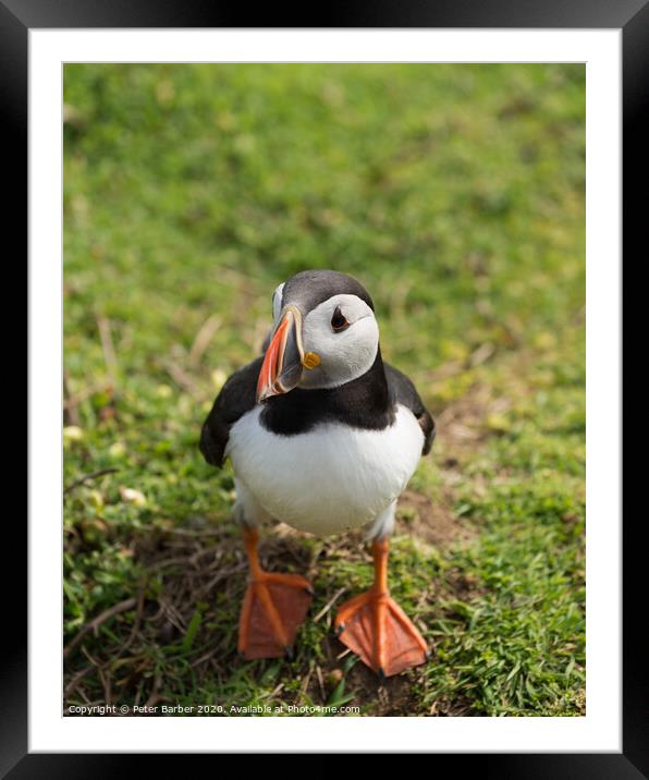 The curious Puffin Framed Mounted Print by Peter Barber
