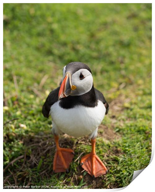 The curious Puffin Print by Peter Barber