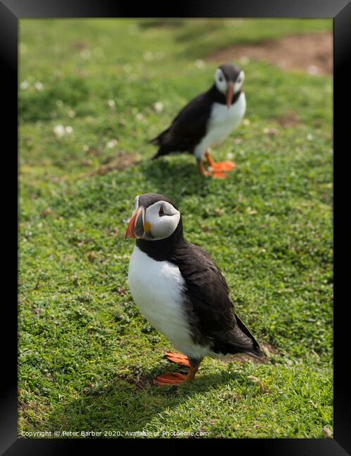 The curious Puffins Framed Print by Peter Barber