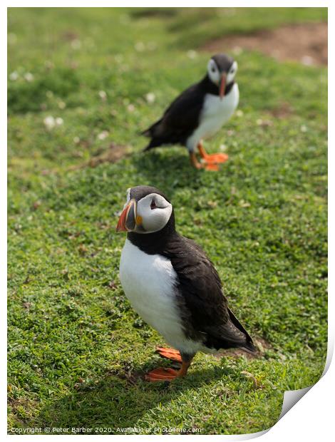 The curious Puffins Print by Peter Barber