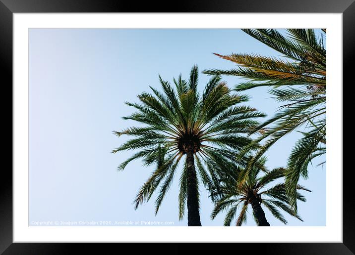 Blue sky background with the silhouette of some tropical palm trees at sunset seen from below. Framed Mounted Print by Joaquin Corbalan