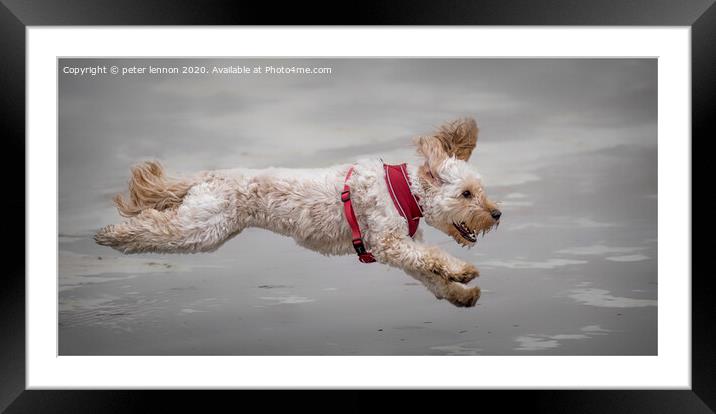 The Flying Cockapoo Framed Mounted Print by Peter Lennon