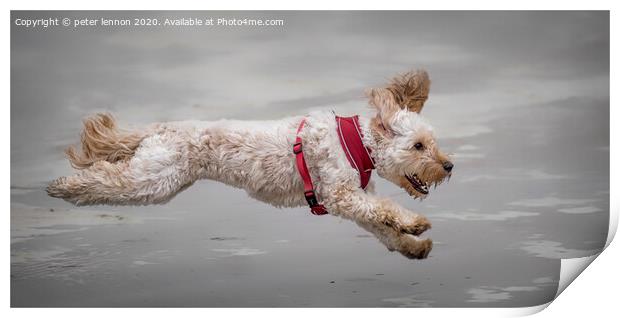 The Flying Cockapoo Print by Peter Lennon