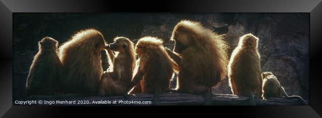 Sunshine monkeys Framed Print by Ingo Menhard
