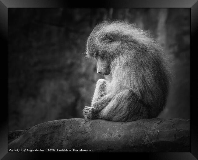 Lonely monkey Framed Print by Ingo Menhard