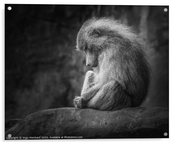 Lonely monkey Acrylic by Ingo Menhard