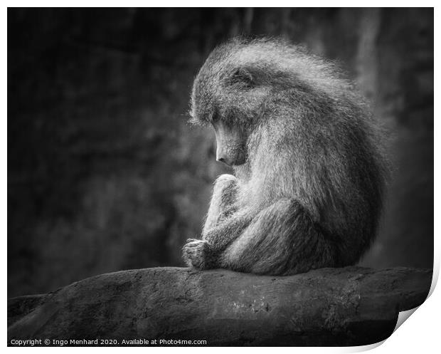Lonely monkey Print by Ingo Menhard