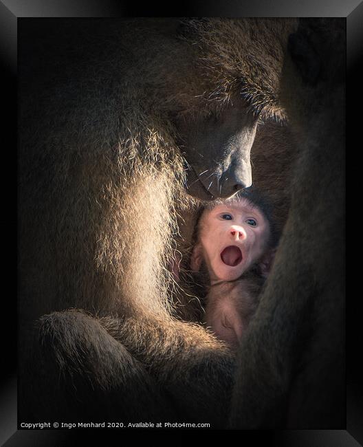 Save monkey baby Framed Print by Ingo Menhard