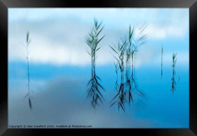 Reflected Reeds Framed Print by Alan Crawford
