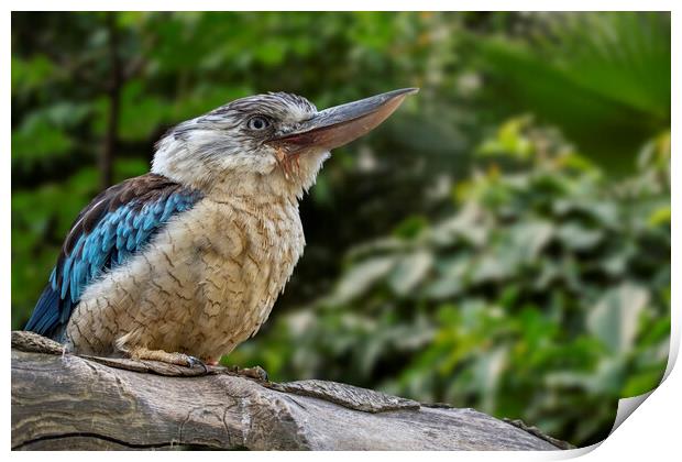 Blue-winged Kookaburra Print by Arterra 
