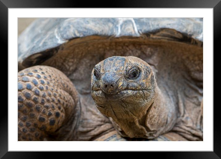 Aldabra Giant Tortoise Framed Mounted Print by Arterra 