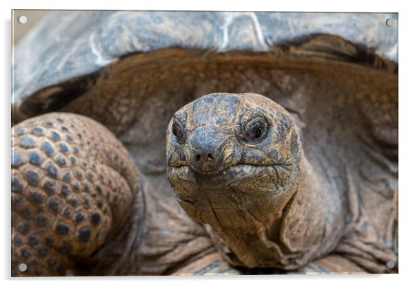 Aldabra Giant Tortoise Acrylic by Arterra 
