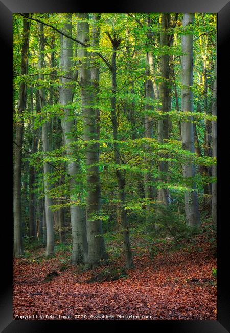 Beech Trees Framed Print by Peter Lovatt  LRPS