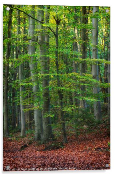Beech Trees Acrylic by Peter Lovatt  LRPS
