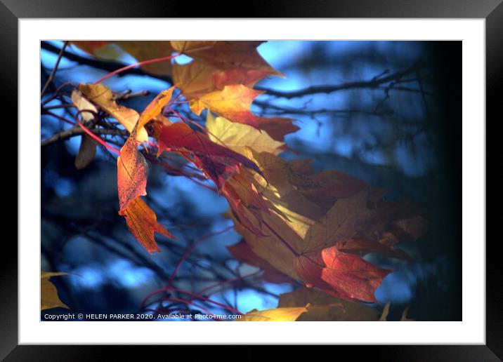 Autumn on Blue Framed Mounted Print by HELEN PARKER