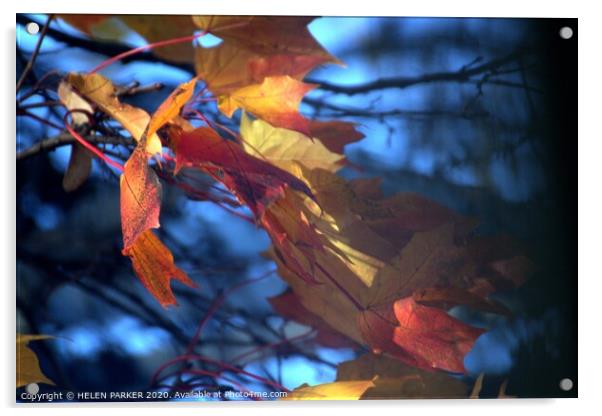 Autumn on Blue Acrylic by HELEN PARKER