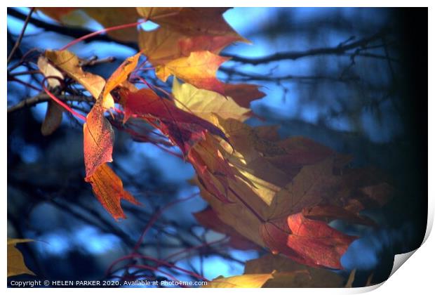 Autumn on Blue Print by HELEN PARKER
