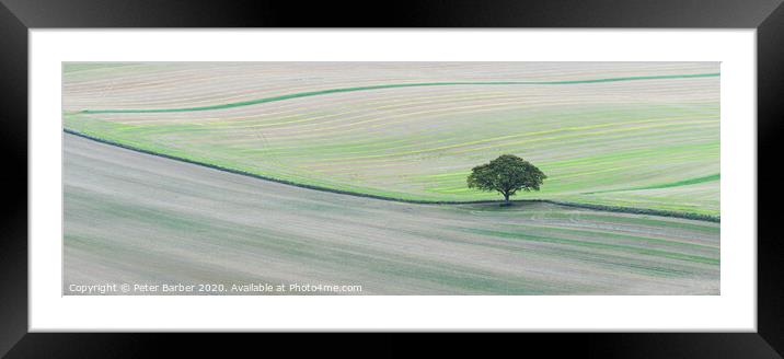 Lone tree on South Downs Framed Mounted Print by Peter Barber