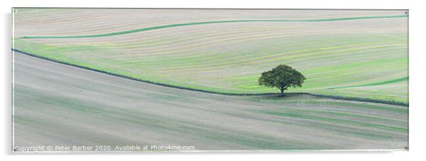 Lone tree on South Downs Acrylic by Peter Barber