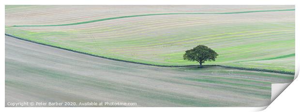 Lone tree on South Downs Print by Peter Barber