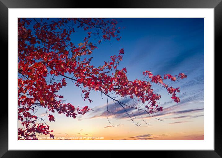Red Maple Against Sunset Framed Mounted Print by Darryl Brooks