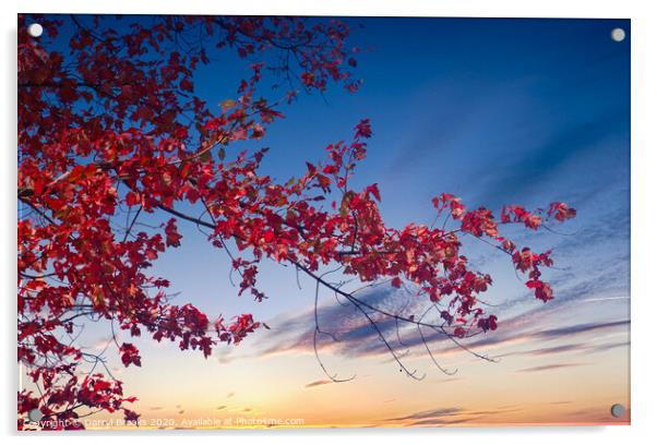 Red Maple Against Sunset Acrylic by Darryl Brooks