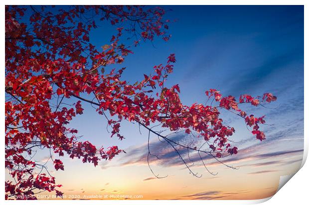Red Maple Against Sunset Print by Darryl Brooks