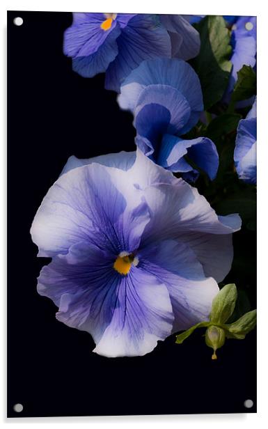 Blue Pansies Acrylic by Karen Martin