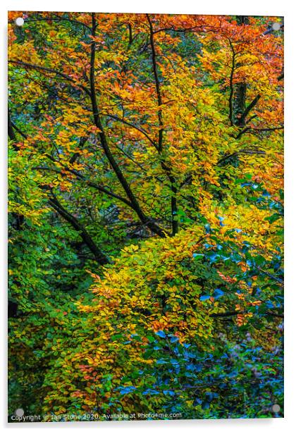 Autumn arrives  Acrylic by Ian Stone