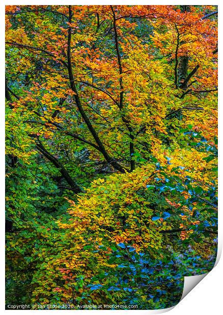 Autumn arrives  Print by Ian Stone