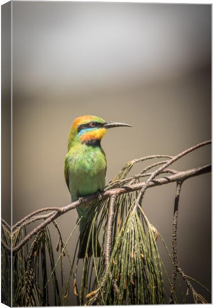 Rainbow Bee-eater Canvas Print by Pete Evans