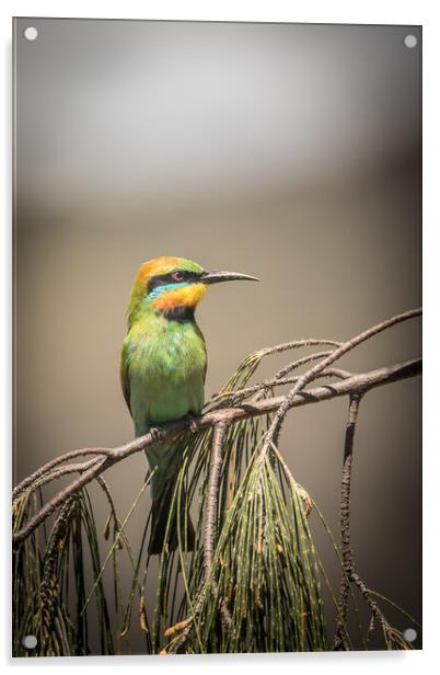 Rainbow Bee-eater Acrylic by Pete Evans