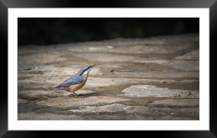 Nuthatch at Plitvice Lakes Framed Mounted Print by Pete Evans