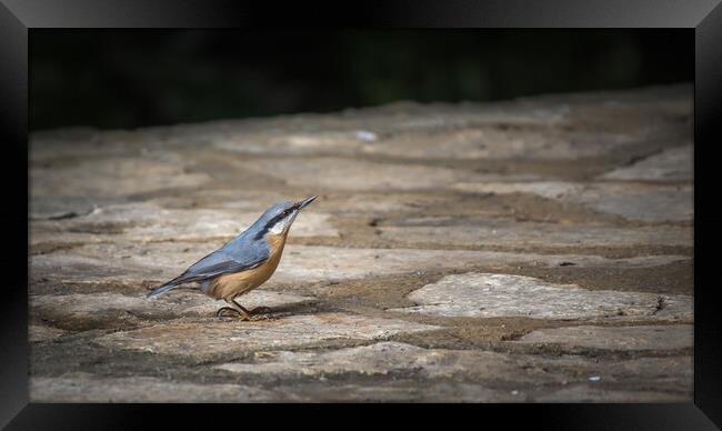 Nuthatch at Plitvice Lakes Framed Print by Pete Evans