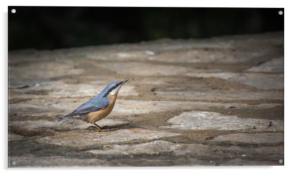 Nuthatch at Plitvice Lakes Acrylic by Pete Evans