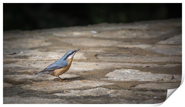 Nuthatch at Plitvice Lakes Print by Pete Evans