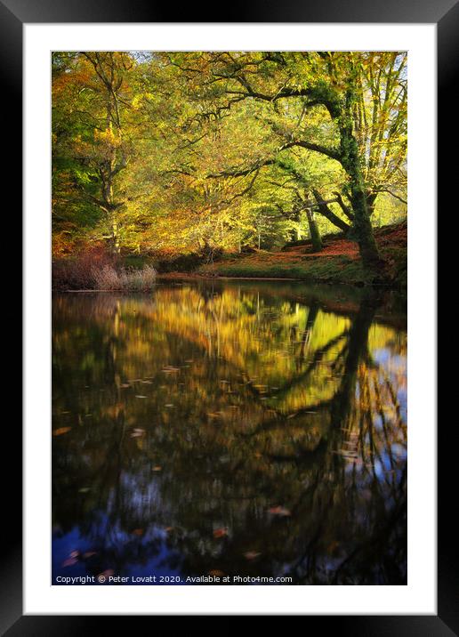Autumn Reflection Framed Mounted Print by Peter Lovatt  LRPS