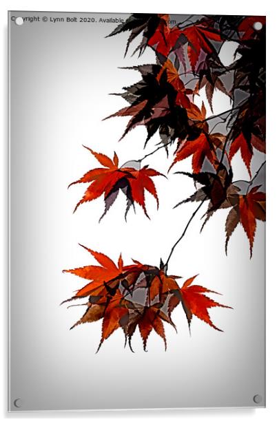 Acer Leaves Acrylic by Lynn Bolt