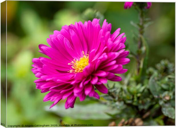 Pink Aster Canvas Print by Angela Cottingham