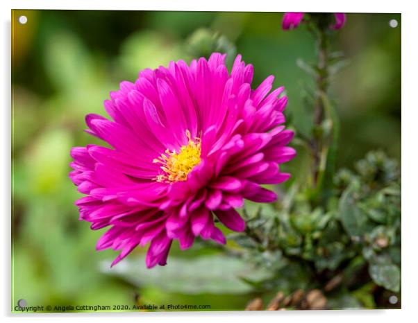 Pink Aster Acrylic by Angela Cottingham
