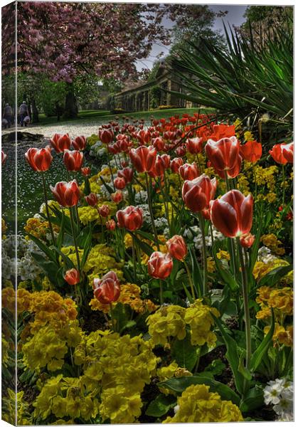Tulips in the Park Canvas Print by Rob Hawkins