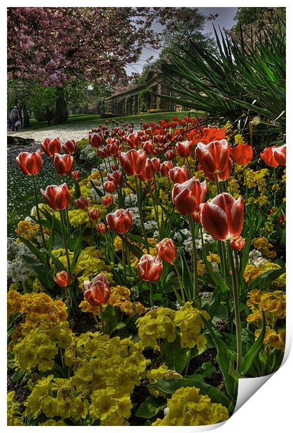 Tulips in the Park Print by Rob Hawkins