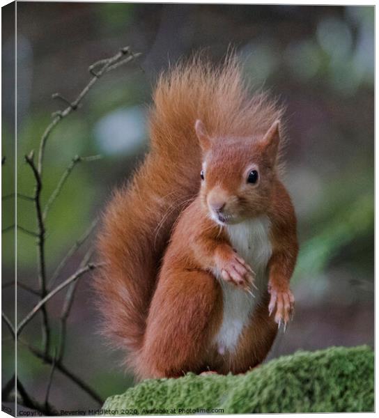 Red squirrel on a mossy wall Canvas Print by Beverley Middleton