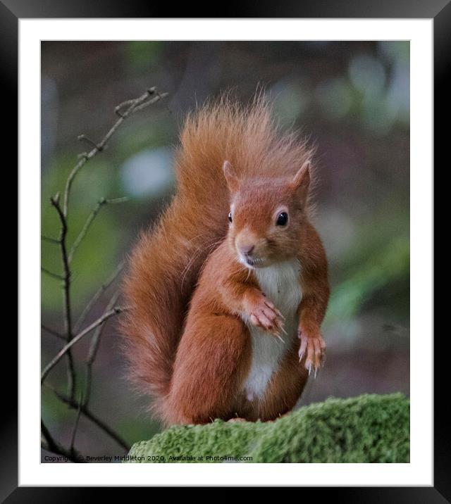 Red squirrel on a mossy wall Framed Mounted Print by Beverley Middleton