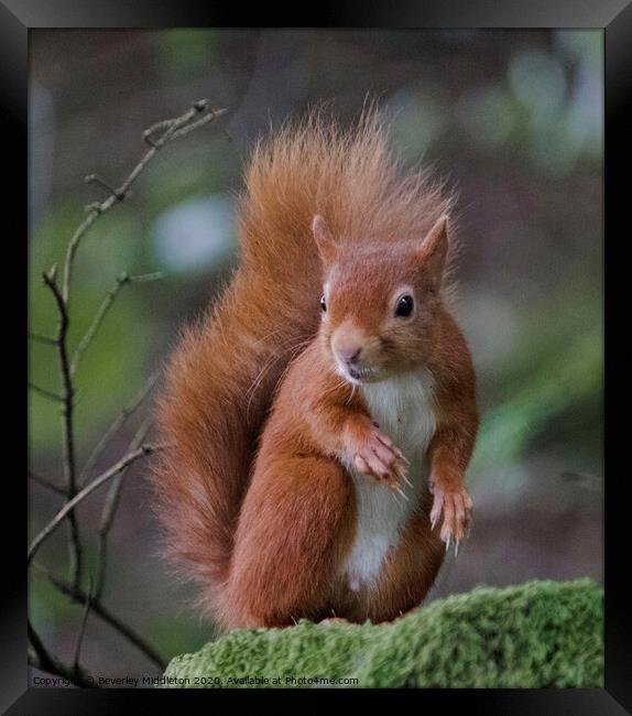 Red squirrel on a mossy wall Framed Print by Beverley Middleton