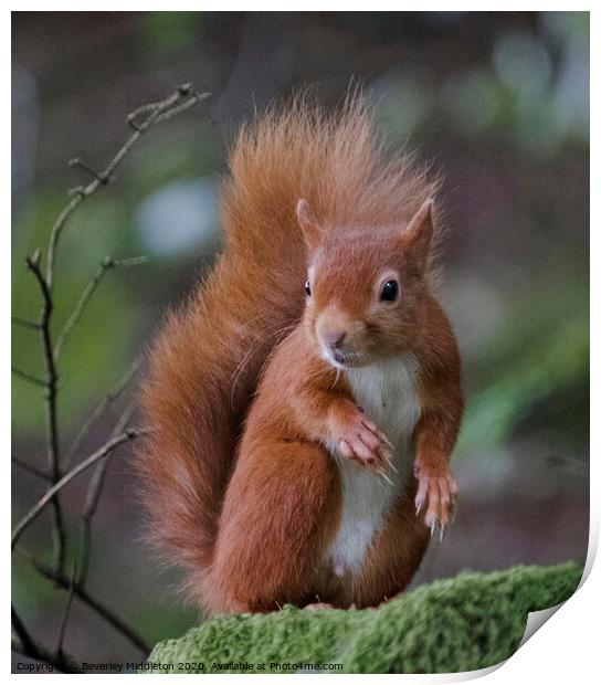 Red squirrel on a mossy wall Print by Beverley Middleton
