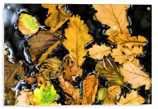 Autumn leaves in a woodland pond Acrylic by Nick Jenkins