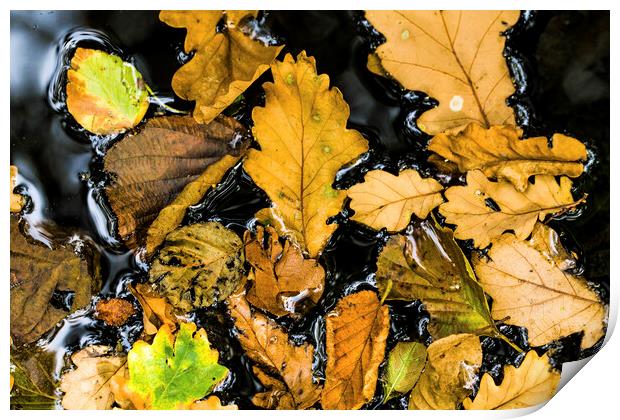 Autumn leaves in a woodland pond Print by Nick Jenkins
